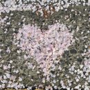 유사나 | 천안 소노벨 유사나 세미나 후기 + 벚꽃길 아침 조깅