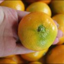 귤하우스 이미지