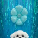 동글동글 애견미용실 이미지