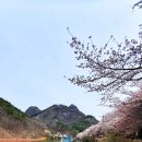 마이산 벚꽃길 이미지