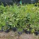 그린슈퍼 이미지