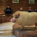 돼지되지 이미지