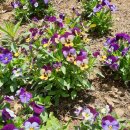 손해평가사 1차 - 재배학 및 원예작물학 이미지