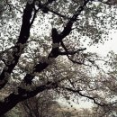 벚꽃길민박 이미지