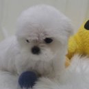 쓰담쓰담애견샵 이미지