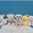 댕댕뷰티 이미지