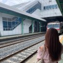 네이처컬렉션 청도점 | < 경북 청도 > 연꽃 보고싶어서 급 떠난 당일치기 여자혼여행 후기🤍