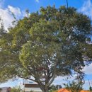 브로콜리 민박 이미지