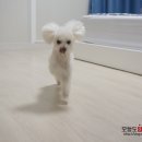 화인애견 이미지