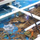 맛있는포항 이미지