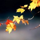 대해초등학교 이미지