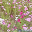 구로 일반 행정사사무소 이미지