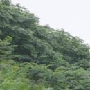 모괴도