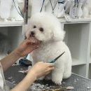베베펫 천안 애견미용 | 천안애견미용 맡겨봤는데 너무 만족 심지어 무료미용