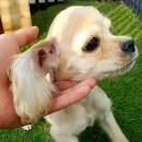 티제이 펫 이미지