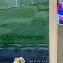 월월애견펜션 이미지