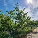 석장포구 이미지