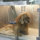 유성준동물병원 이미지