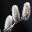 버들강아지 이미지