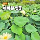 서귀포시 장애인 어울림 문화제 | 양수리 연꽃축제 언제?개화시기 양평 세미원 연꽃문화제 나들이