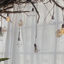 산호진주 이미지