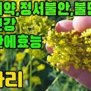 마타리(패장,황패장)―항균,해독,신경쇠약,정서불안,불면증,간염,간기능장애,간농양,산후통증,적백대하증,월경불순,자궁내막염,장염,대장염,맹 이미지