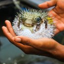 복어마을 이미지