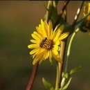 힐링애견샵 이미지