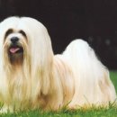 황제라사 이미지