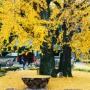 말하는은행나무 | “대구 근교 은행나무 명소 BEST 8｜가을 단풍 인생샷 스팟 총정리 (청도·경주·칠곡·구미·영천...