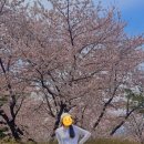 아시아나CC - 5509 | 아시아나CC 벚꽃 라운딩 후기 🌸벚꽃 명소 골프장 추천