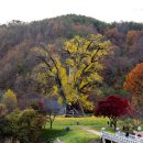 수곡용계로(길안면) 이미지