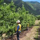 상춘농장 이미지