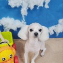 푸숑푸숑 이미지