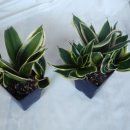 정화 슈퍼 이미지