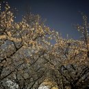 세븐일레븐(김해내동드림점) | 김해 연지공원 벚꽃 튤립 실시간 상황! 밤에 꼭 가야 하는 음악분수 시간 명당 주차 팁까지 다 알려드림