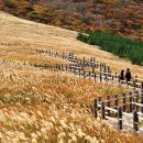 억새2축구장 이미지