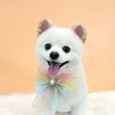 베스띠몽 이미지