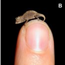 카멜레온 이미지