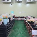 제이제이농장 | 나에게 주는 선물 제주 한림 꽃도매 농장 방문후기 (feat. JJF,제이제이에프)