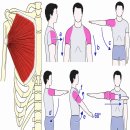 거북목·어깨통증이 반복된다면? 대흉근 Trigger Point를 확인하세요. 이미지