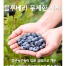 원남농장 | 젊은농부들의 보라숲 관광농원 주변에 가볼만한 곳-2탄