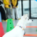 옐레드 애견유치원 & 애견호텔 대전노은점 이미지