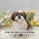 보송보송 | [리뷰] 단구동 애견미용실 훈그루밍: 꼬질이 오댕이의 뽀송한 원주애견목욕 찐후기