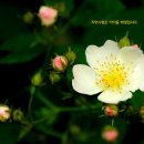 핑핑