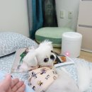 집돌이맘
