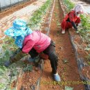 황토골농장 이미지