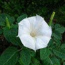 산대월리 이미지