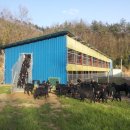 늘푸른 흑염소농장 이미지