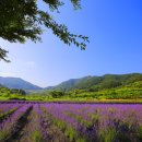 사라실 라벤더 단지 이미지